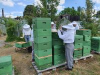 Bienenvolk Carnica auf DNM - Bienen - Imkerei Sachsen - Radebeul Vorschau