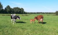 Landwirtschaft Flächen Grünland ackerland Schleswig-Holstein - Kropp Vorschau