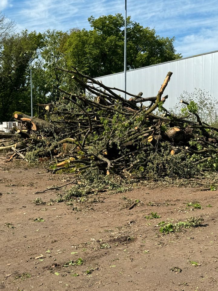 Kaminholz Eiche frisch gefällt in Mönchengladbach