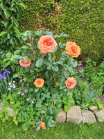 Rose, Pflanze Nordrhein-Westfalen - Billerbeck Vorschau