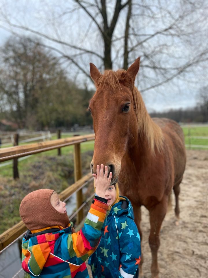 5 jähriger Quarter Horse Wallach/Reining/Top AKU in Walsrode
