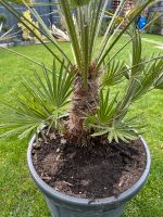 Zwergpalme Chamaerops humilis mit Topf 1 ,20hoch Rheinland-Pfalz - Heßheim Vorschau