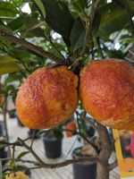 Rote Zitrone Citrus limon Rosso lecker Exklusiv 1,5m Zitrusfrucht Nordrhein-Westfalen - Nordkirchen Vorschau