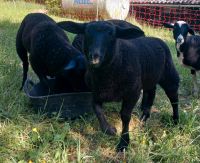 OFM Ostfriesische Milchschafe Bocklämmer Bayern - Ramsthal Vorschau