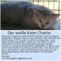 Kater weiß Sachsen-Anhalt - Staßfurt Vorschau