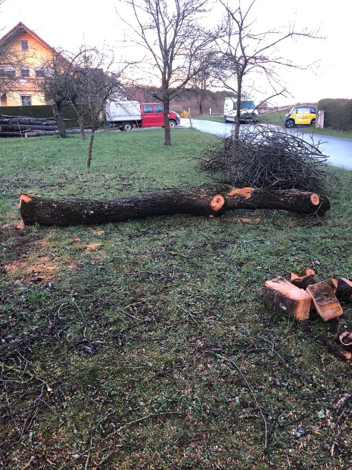 Kirschbaumstamm Edelholz für Schreiner günstig abzugeben in Waischenfeld