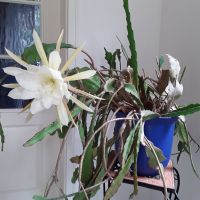 Wunderschöne Königin der Nacht - Epiphyllum pumilum Schwerin - Paulsstadt Vorschau