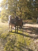 Pferd, Kutschpferd, Arbeitspferd,Reitpferd Brandenburg - Joachimsthal Vorschau