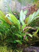 Aquarienpflanze Cryptocoryne wendtii Green Gecko Bayern - Treuchtlingen Vorschau