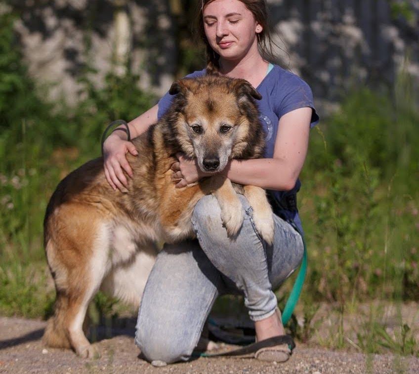 Baikal, ein kluger, gutmütig und ruhiger erwachsener Hundesenior in Burrweiler