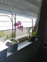 Orchideen pink inkl topf Beuel - Vilich Vorschau