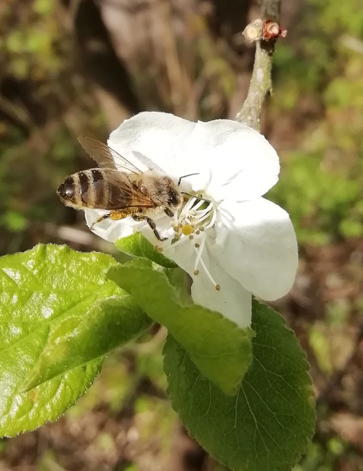 Bienenvolk Buckfast Bienen Imkern Volk Imker in Freising