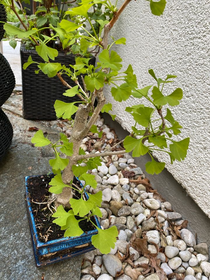 Gingko Biloba Bonsai rär in München