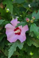 Hibiskus Garteneibisch Stämmchen Baum Solitärpflanze Kübelpflanze Nordrhein-Westfalen - Blomberg Vorschau