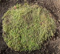 Bodendecker Gartenpflanzen Immergrün Baden-Württemberg - Immendingen Vorschau