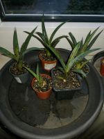 Mangave Pineapple Express Pflanze Hessen - Friedewald Vorschau
