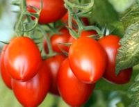 Tomatenpflanzen alte seltene Sorten Bio Jungpflanzen Berlin - Spandau Vorschau