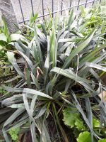 Palmlilie zu verkaufen Bayern - Straubing Vorschau