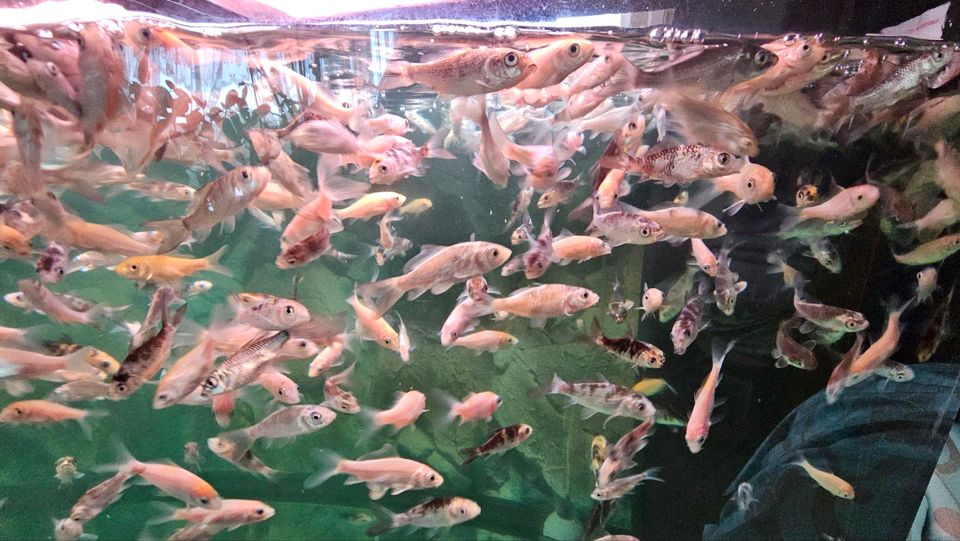 Koi Fische aus eigener Zucht in Duisburg