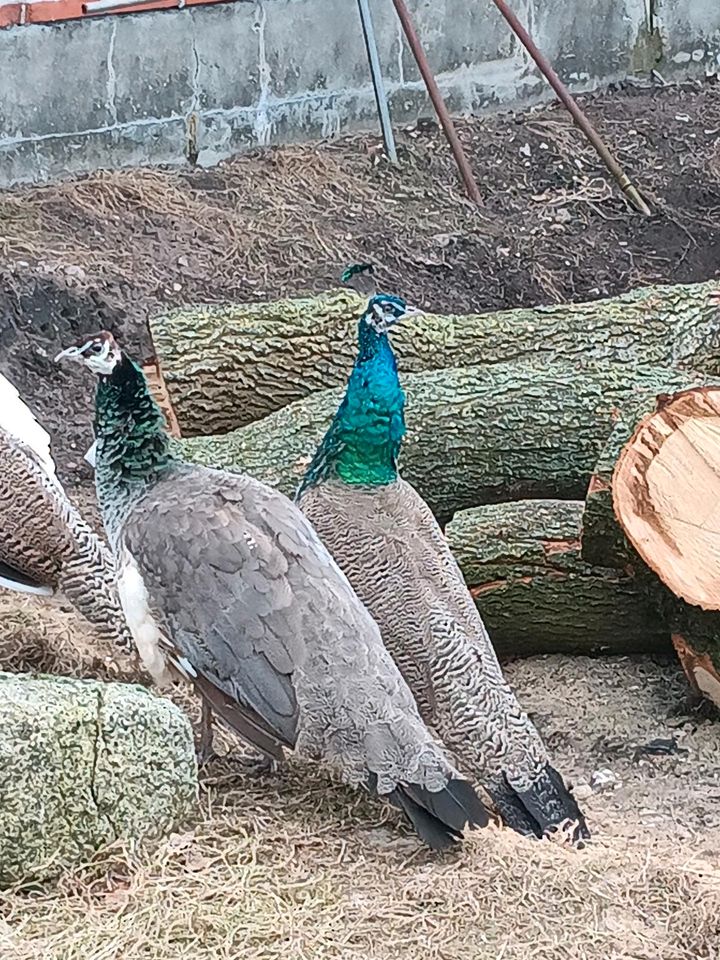 Pfau Hähne ( 1weißer/ 1 blauer)  von 2023 zu verkaufen in Fahrdorf