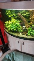 Eckaquarium 350liter mit  besatz Sachsen - Limbach-Oberfrohna Vorschau