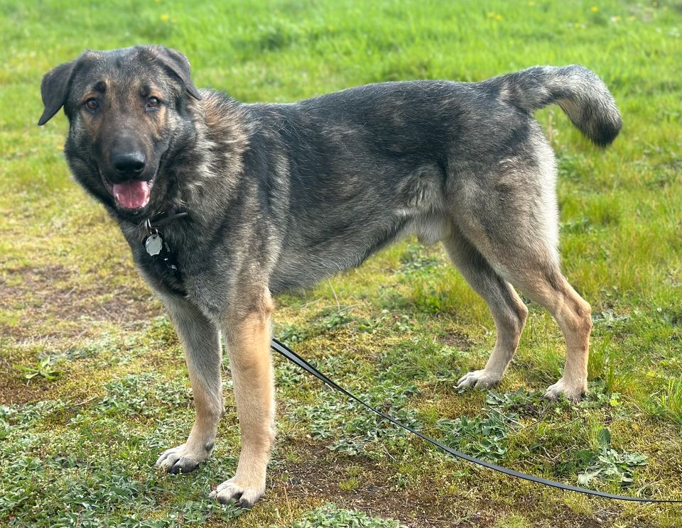 Fenrir, Rüde kastriert, ca 1,5 Jahre, ca 75 cm in Wegberg