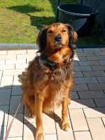 Familienhund sucht  liebevolles Zuhause Nordrhein-Westfalen - Gelsenkirchen Vorschau