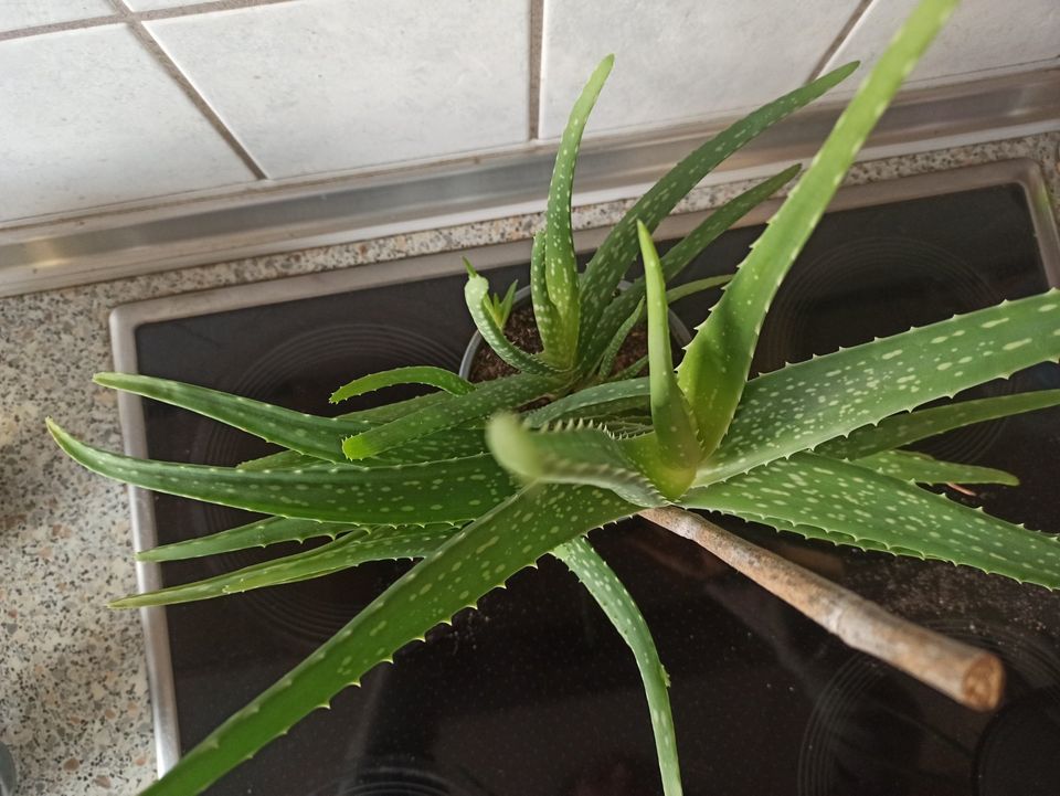 Echte Aloe Vera Barbadensis Miller sweet, essbar:einzige o. Aloin in Haßloch