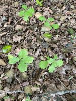 Eichenpflanzen Niedersachsen - Bramsche Vorschau