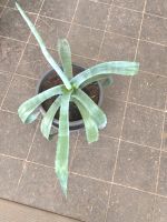 Pflanze:  Agave Americana groß 81 cm Bayern - Kempten Vorschau