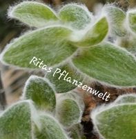 Tradescantia sillamontana Hängepflanze Zimmerpflanze Bayern - Stephanskirchen Vorschau