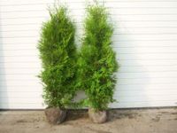 thuja brabant lebensbaum immergrün heckenpflanzen 140-160cm Lingen (Ems) - Wachendorf Vorschau