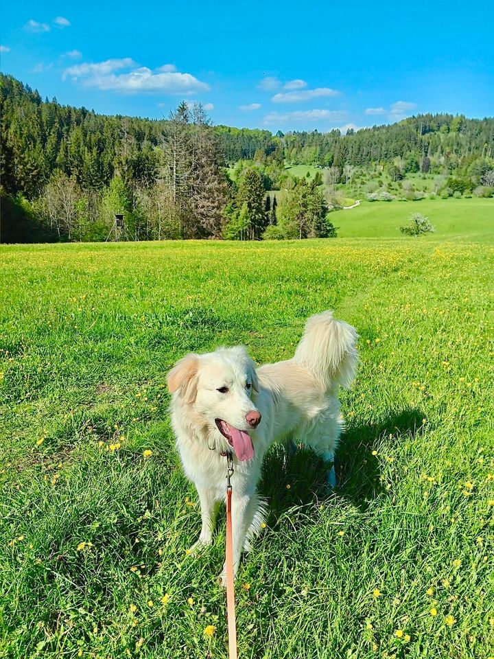 Rüde, 16 Monate, 73 cm - verkuschelt, ruhig & erzogen in Albstadt