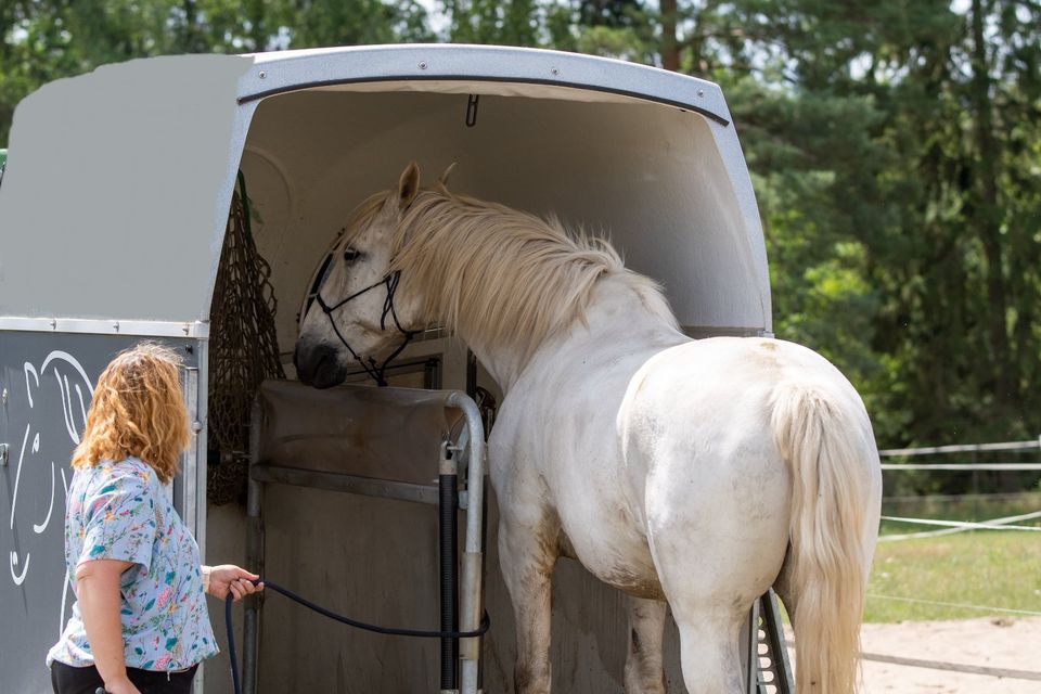 Verladetraining Pferd | Hängertraining | verladen Anhänger in Osloß