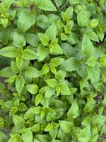 Frische Kräuter Rosmarin Minze Thymian Colakraut ect. Brandenburg - Fredersdorf-Vogelsdorf Vorschau