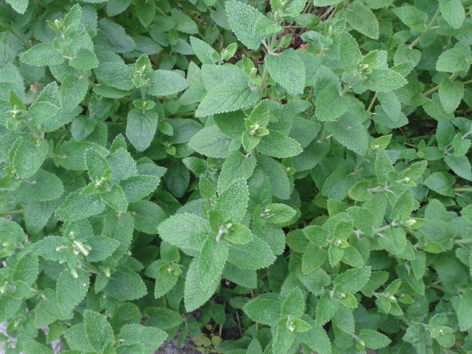 Salbeigamander Teucrium Scorodonia BIO TopBienenweide Heilpflanze in Westerstede