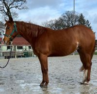 Ganz liebe Quarter Horse Jungstute mit gutem altem Pedigree Niedersachsen - Bad Zwischenahn Vorschau