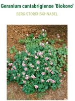 Geranium perralderianum , Storchenschnabel Nordrhein-Westfalen - Rheda-Wiedenbrück Vorschau