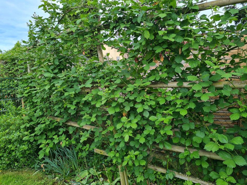 Brombeeren pflanzen ohne Stachel in Florstadt