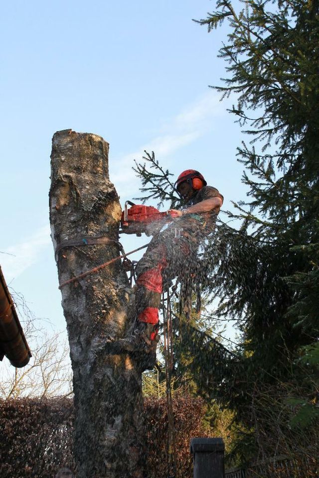 Baumpflege, Problemfällungen, Baumkontrollen und -gutachten in Prackenbach