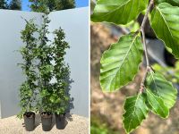 Rotbuche (Fagus sylvatica) | Bayernhecke° Bayern - Schwandorf Vorschau