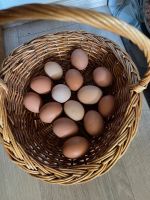Hühner Eier Freilandhaltung täglich frisch Bayern - Großaitingen Vorschau
