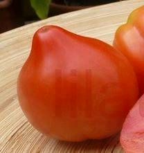 Tomaten Setzlinge Samenfest in Weil im Schönbuch