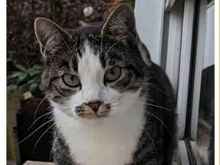 Kater Freddie schmerzlich vermisst. in Dietenheim