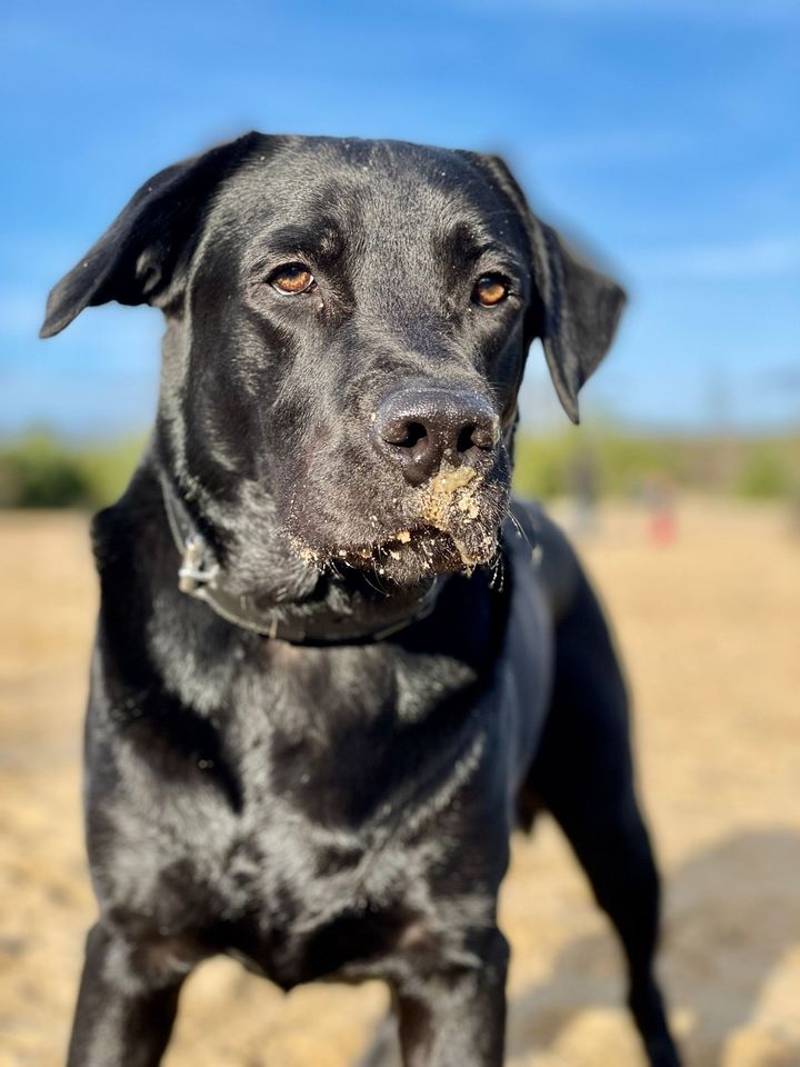 Labrador Retriever in Berlin