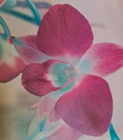 2 BILDER Leinwand Blume Orchidee/Iris Leipzig - Holzhausen Vorschau
