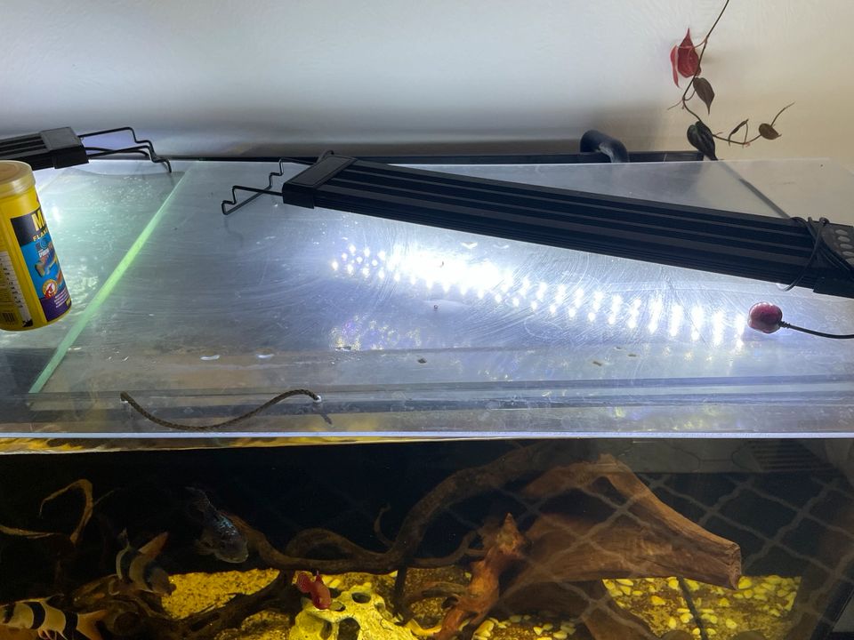 Aquarium 500l (Ldesing) in Bitz