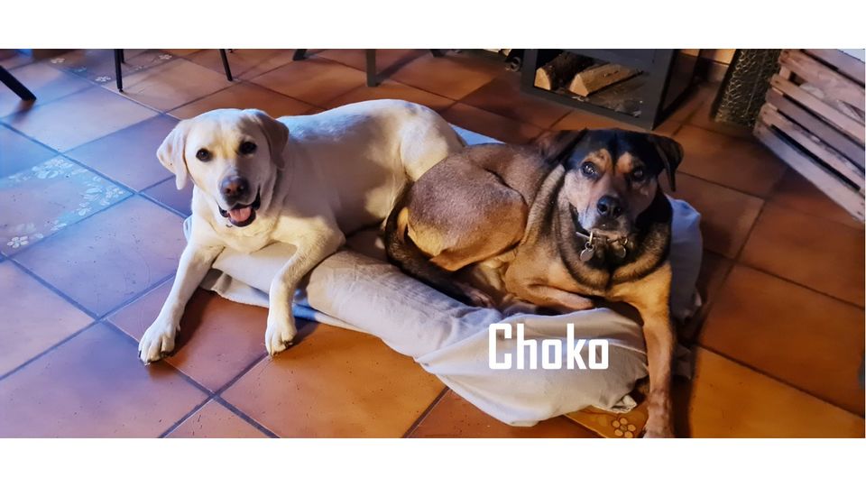 Hundebetreuung Hundesitting Urlaubsbetreuung Dogsharing in Zweibrücken