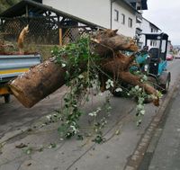 Wurzel entfernen Fräsen Grundstück roden Baugrundstück Hecke Hessen - Bad Soden-Salmünster Vorschau