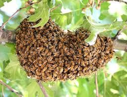 Bienenschwarm Helfer in Neu Ulm